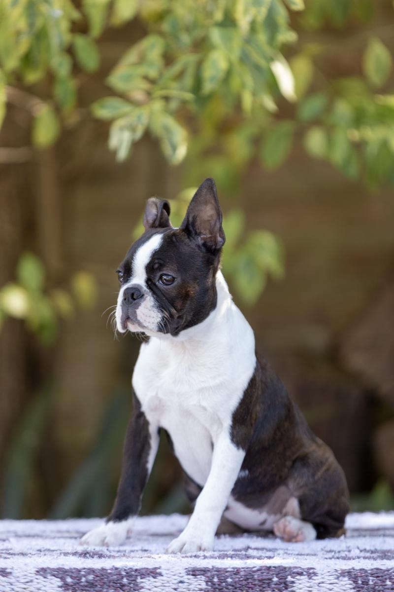 Boston terrier hot sale pedigree